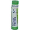BOIRON Srl Boiron Echinacea Angust 5CH Granuli Tubo