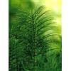 HERBOPLANET Srl Herboplanet Tsa Equisetum Arvense Integratore 50 ml