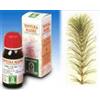 SPECCHIASOL Srl Specchiasol Equiseto 12 Tintura Madre 50 ml