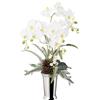 Mazzo di orchidee phalaenopsis in vaso di ceramica - kaiserkraft