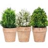 King Collection PIANTINE ARTIFICIALI SET 3 PZ IN SCATOLA TRASPARENTE DI ACETATO