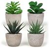 King Collection PIANTINE ARTIFICIALI SET 4 PZ IN SCATOLA TRASPARENTE DI ACETATO