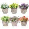 King Collection PIANTINE ARTIFICIALI SET 6 PZ IN SCATOLA TRASPARENTE DI ACETATO