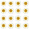 PATIKIL 48 Pezzi Fiori Secchi Pressati Fiori di Margherita Naturali per Artigianato Fai Da Te Decorazione Casa Decorazione Unghie, Bianco