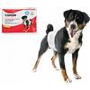 Camon - Camon - Pannolini a Fascia Elastica per Cani Maschi 12 pezzi -