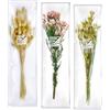 DIEMME FIORI | Assortimento 3 Bouquet di Lagurus, Nigella, Riceflower Naturali Essiccati, Lungo Periodo di Conservazione, Ideale per Decorare ogni Ambiente, 35g / 105g