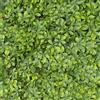 TENAX Divy Trellis Pitosforo 100x200 cm Verde, Traliccio Estensibile con Foglie in Polietilene Tipo Pitosforo per Decorazione e Schermatura di Balconi, Giardini e Recinzioni