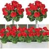 ASTNIC 4 pz Fiori Artificiali, Geranio Artificiale Fiori di Seta per Outdoor Indoor, Decorativo Fiori Artificiali in Vaso, Resistente UV di Plastica Fau Fiori Patio Garden Party Table Decor (Rosso)