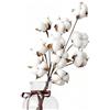 FINEVERNEK 10 Fiori di Cotone Secco Naturale +5 Teste Decorative - Kit Creativo per Decorazione Casa/Balcone | Piante Finte Secche per Tavolo Composizione Floreale, Décoro Ecologico