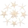 SKOOLOVE 10 Pezzi Marine Miste da 6-10 cm, Conchiglie Naturali per Decorazioni di Nozze, Feste a Tema Spiaggia, Decorazioni per la Casa, Bricolage, Acquari