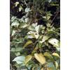 HERBOPLANET Srl TSA UNCARIA TOMENTOSA 50 ML