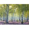 Ravensburger 12000117 - Bosco di betulle - puzzle 1000 pezzi - puzzle adulti e ragazzi da 14 anni, puzzle natura, puzzle paesaggio