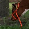 Excellent Fornito per la Cura della Salute Halter Heifer Regolabile Larghezza Arancione