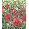 Susan Entwistle - Campo di dalie Edizione Limitata, Carta, Multicolore, 40 x 48 cm