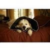CANDIOLI IST.PROFIL.E FARM.SpA COMFY CONE COLLARE ELISABET XL