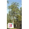 HERBOPLANET Srl MSA BETULA PUBESCENS 50 ML
