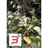 HERBOPLANET SRL TSA UNCARIA TOMENTOSA 50 ML