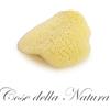 cose della natura - Flatty Sponge - Petalo di Mare