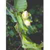 HERBOPLANET Srl Msa corylus avellana 50 ml - - 900116120