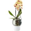 Eva Trio - vaso con riserva Pot de fleurs - Bianco - Vetro acidato - Designer The Tools