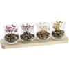 Redesyn DECORACION MADERA CRISTAL 29X8,5X10 FLOR SECA