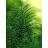 HERBOPLANET SRL Tsa Equisetum Arvense 50 Ml