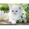 Ravensburger 12000706 - Gattino Bianco - puzzle 1500 pezzi - puzzle adulti e ragazzi da 14 anni, puzzle animali