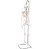 3B Scientific A18/1 Mini Scheletro Shorty", su Stativo, Anche da Appendere + software 0 di anatomia - 3B Smart Anatomy