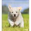 Teneues Dinky Dogs Wall Calendar 2022