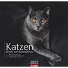 Weingarten Gatti - Divas su zampe di velluto calendario 2022