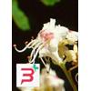 HERBOPLANET SRL MSA AESCULUS HIPPOCA 50 ML