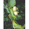 HERBOPLANET MSA CORYLUS AVELLANA 50 ML