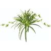 Flair Flower Pianta artificiale da interno verde Lily Chlorophytum Comosum Ninfea Pianta ragno Giglio Pianta appesa Pianta artificiale Pianta di plastica appesa Finta Decorazione di nozze Pianta di seta Fiore di