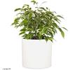 Fox & Fern Vasi da Esterno, Vasi per Piante da Esterno e Interno, Resistenti a Raggi UV e al Gelo, Vaso Grande da Interno con Tappo di Scarico, Fioriera da Esterno in Fiberstone, Vaso Singolo