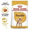 Royal Canin Barbone gr 500. Cibo Secco Per Cani