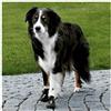 Trixie STIVALETTI PROTETTIVI WALKER ACTIVE MIS.M-L