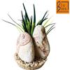 MANTOVANI Decorazione Rainbow Stone Con Pianta . Decorazione Per Acquari