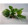 MANTOVANI Pianta Dekor Anubias cm 20. Decorazioni Per Acquari