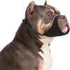 HYHIOTS Museruola per cani di piccola taglia, museruola corta per chihuahua, shih tzu, bullo americano, boxer, cucciolo, morbida, anti abbaio e morso, per cani di taglia media (nero, L)