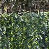STI Siepe Artificiale Ornamentale in Rotoli con Foglie ad Ago Largo Bicolore 1.5x3mt