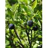 HERBOPLANET Srl TSA VACCINIUM MYRTILLUS 50ML