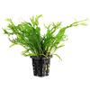 AquaPlants Microsorum Crisped Leaves - Piante Vive per Acquario