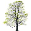 Magis Tree Primavera Serigrafia
