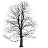 Magis Tree Inverno Serigrafia
