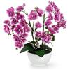 PASCH® Orchidea Artificiale XXL Grande (56 cm) in Vaso di Ceramica Lucida - Fiori Come Veri