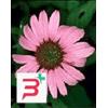 HERBOPLANET Srl TSA ECHINACEA ANGUSTIFOLIA50 ML