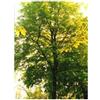 TSA TILIA EUROPEA 50ML