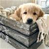 Bimkole 5d Diamond Painting Kit Completo Fai da Te Animali Golden Retriever, Cani Pittura Diamante Punto Croce Strass Arte E Creazione Di Mosaico Decorazione Murale Artigianale (30x30 cm)