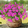 TINA Fiori Artificiali per Esterni 6 Mazzi di Petunie Finte Fiori Finti di Petunia Artificiale Piante Finte Resistente ai Raggi UV Fiori Finti per Esterni Interni Decorazione per Casa Balconi Portico
