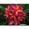 Generico 4 SEMI DI PLUMERIA -FRANGIPANI - POMELIA- VARIETA' Mattalica